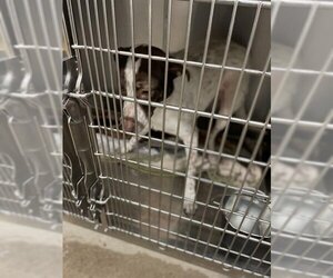 German Shorthaired Pointer Dogs for adoption in Waco, TX, USA