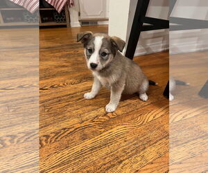 Huskies -Labrador Retriever Mix Dogs for adoption in Princeton, MN, USA