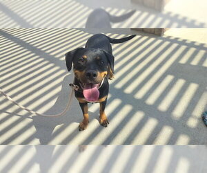 Rottweiler-Unknown Mix Dogs for adoption in Pueblo, CO, USA