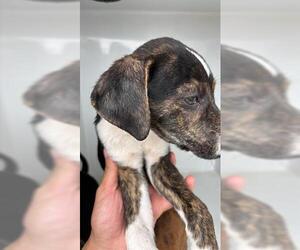 Mutt Dogs for adoption in Houston, TX, USA