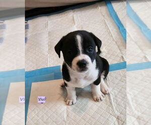 Dachshund-Unknown Mix Dogs for adoption in Brewster, NY, USA