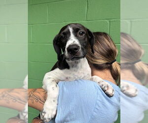 Mutt Dogs for adoption in Elmsford, NY, USA