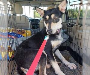 Border Collie-Unknown Mix Dogs for adoption in Marrero, LA, USA