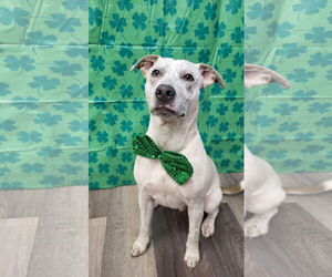Mutt Dogs for adoption in Germantown, OH, USA