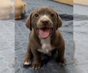 Daug Dogs for adoption in Green Forest, AR, USA