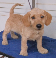 Miniature Labradoodle Dogs for adoption in Birch Tree, MO, USA