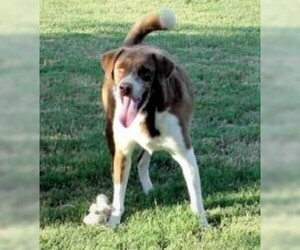 Border Collie-Unknown Mix Dogs for adoption in Gun Barrel City, TX, USA