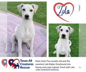 Italian Greyhound-Labrador Retriever Mix Dogs for adoption in Lillian, TX, USA
