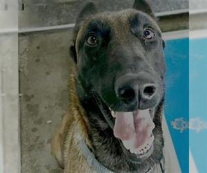 Mutt Dogs for adoption in Santa Barbara, CA, USA