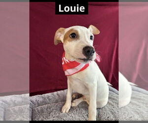 Labrador Retriever-Unknown Mix Dogs for adoption in Oak Bluffs, MA, USA