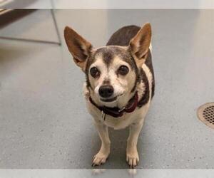 Chihuahua Dogs for adoption in Denver, CO, USA