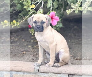 Puggle Dogs for adoption in Newport Beach, CA, USA