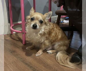 Chihuahua-Unknown Mix Dogs for adoption in Boston, MA, USA