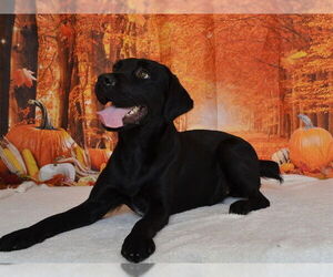 Labrador Retriever-Unknown Mix Dogs for adoption in Oroville, CA, USA