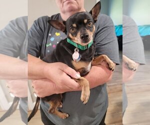 Chihuahua Dogs for adoption in Newcastle, OK, USA