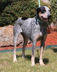 Bluetick Coonhound Dogs for adoption in Little Rock, AR, USA