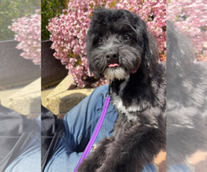 Mal-Shi Dogs for adoption in Fresno, CA, USA