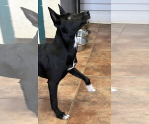 Labrador Retriever Dogs for adoption in Amarillo, TX, USA
