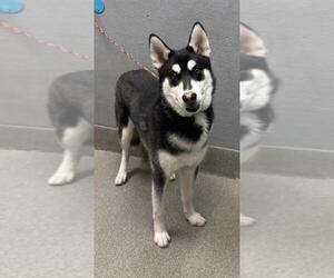 Huskies -Unknown Mix Dogs for adoption in Las Vegas, NV, USA