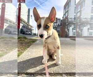 German Shepherd Dog-Unknown Mix Dogs for adoption in Raleigh, NC, USA