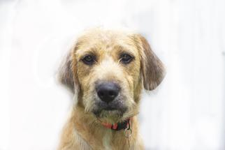 Irish Wolfhound Dogs for adoption in Mountain Home, AR, USA