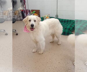 Great Pyrenees Dogs for adoption in York, SC, USA