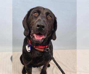 Labrador Retriever Dogs for adoption in Fort Collins, CO, USA
