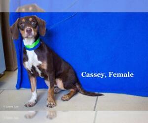 Dachshund Dogs for adoption in Sterling, MA, USA