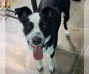 Border Collie-Unknown Mix Dogs for adoption in Overland Park, KS, USA