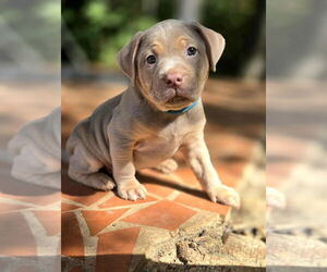 American French Bull Terrier Dogs for adoption in Raleigh, NC, USA