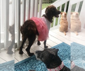 Boykin Spaniel Dogs for adoption in Gulfport, MI, USA