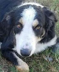 Border-Aussie Dogs for adoption in Bradenton, FL, USA