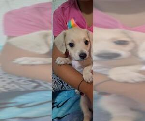 Dachshund-Unknown Mix Dogs for adoption in San Antonio, TX, USA