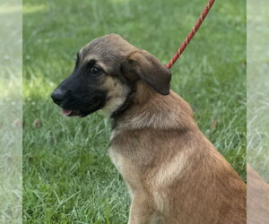 Mutt Dogs for adoption in Yardley, PA, USA