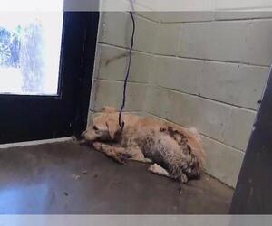 Great Pyrenees-Unknown Mix Dogs for adoption in Tulsa, OK, USA