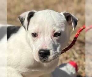Collie-Unknown Mix Dogs for adoption in Yardley, PA, USA