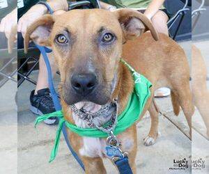 Black Mouth Cur-Unknown Mix Dogs for adoption in Washington, DC, USA