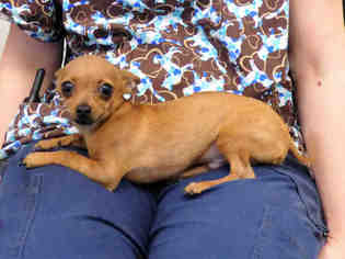 Medium Photo #1 Chihuahua-Unknown Mix Puppy For Sale in Oroville, CA, USA