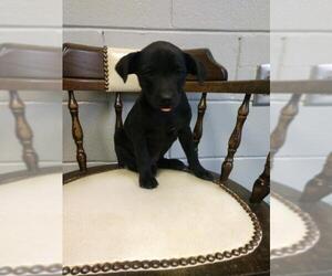 Sheprador Dogs for adoption in Oak Bluffs, MA, USA