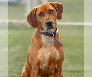 Redbone Coonhound-Unknown Mix Dogs for adoption in Camarillo, CA, USA