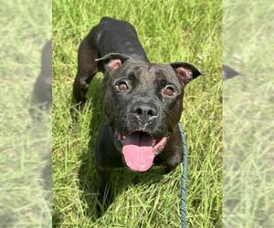 American Staffordshire Terrier Dogs for adoption in Fort Lauderdale, FL, USA