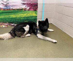 Akita-Unknown Mix Dogs for adoption in Moreno Valley, CA, USA