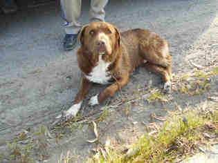 Medium Photo #1 Labrador Retriever-Unknown Mix Puppy For Sale in Hanford, CA, USA
