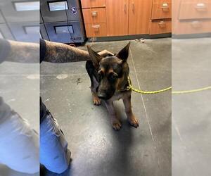 German Shepherd Dog Dogs for adoption in Santa Cruz, CA, USA