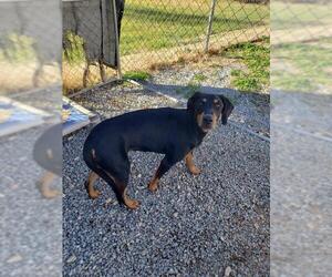 Doberman Pinscher Dogs for adoption in Camden, TN, USA