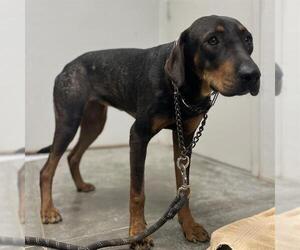 German Shepherd Dog Dogs for adoption in Rosenberg, TX, USA