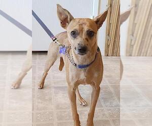Chihuahua-Whippet Mix Dogs for adoption in Tehachapi, CA, USA