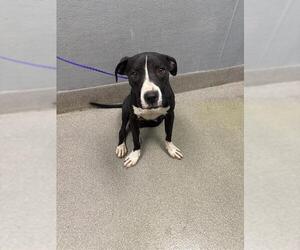 American Pit Bull Terrier-Unknown Mix Dogs for adoption in Las Vegas, NV, USA