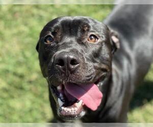American Staffordshire Terrier Dogs for adoption in Tulsa, OK, USA