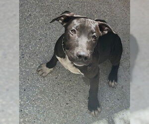 American Staffordshire Terrier Dogs for adoption in Lodi, CA, USA